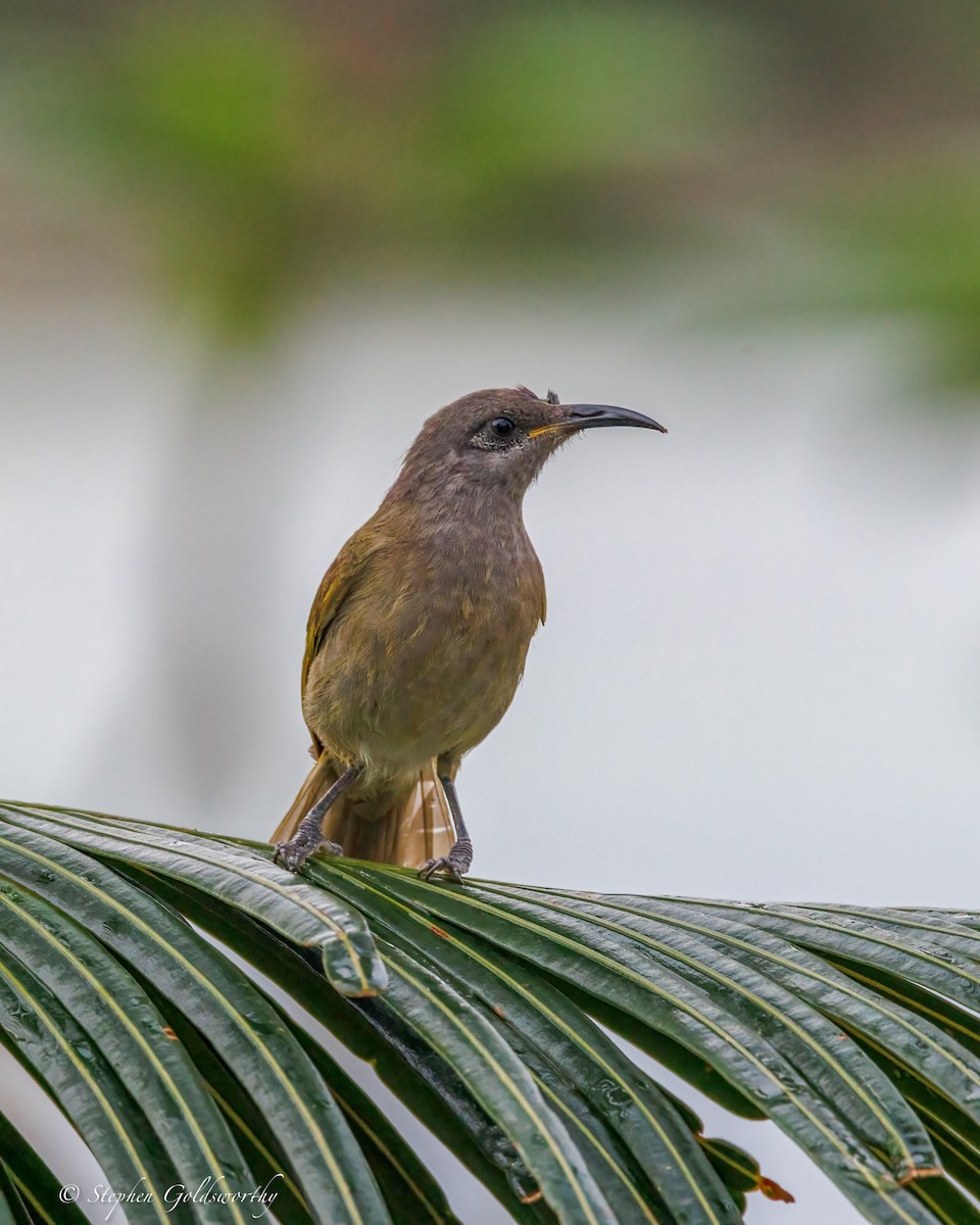 Dark-brown Honeyeater - ML642370049