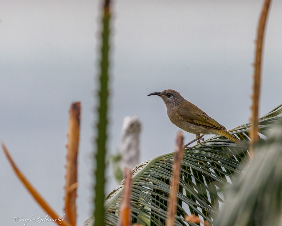Dark-brown Honeyeater - ML642370050