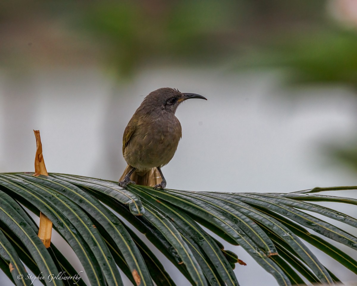 Dark-brown Honeyeater - ML642370051