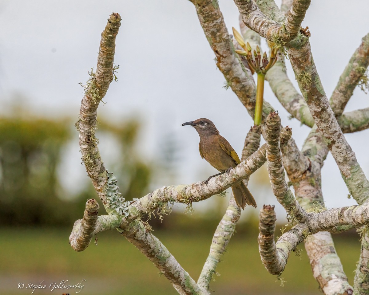 Dark-brown Honeyeater - ML642370052