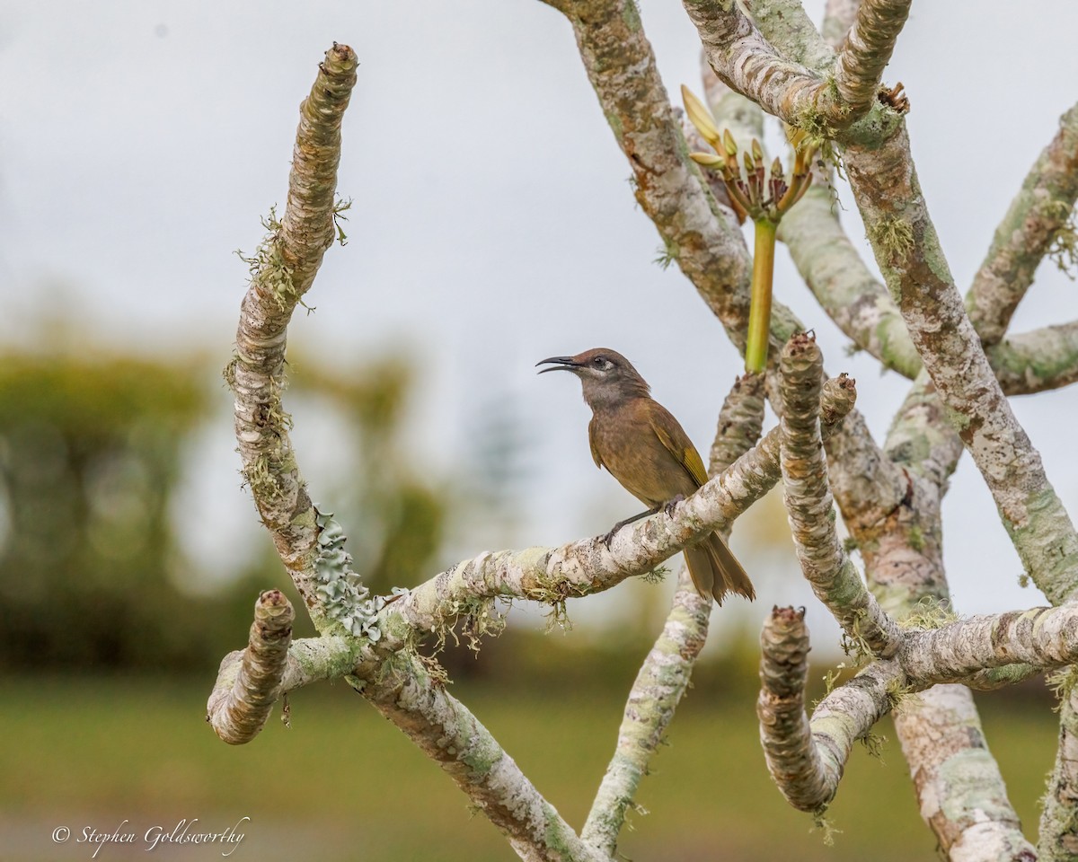 Dark-brown Honeyeater - ML642370053
