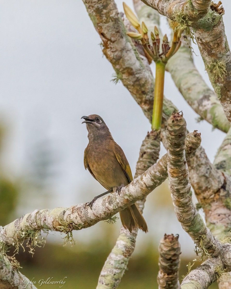 Dark-brown Honeyeater - ML642370054