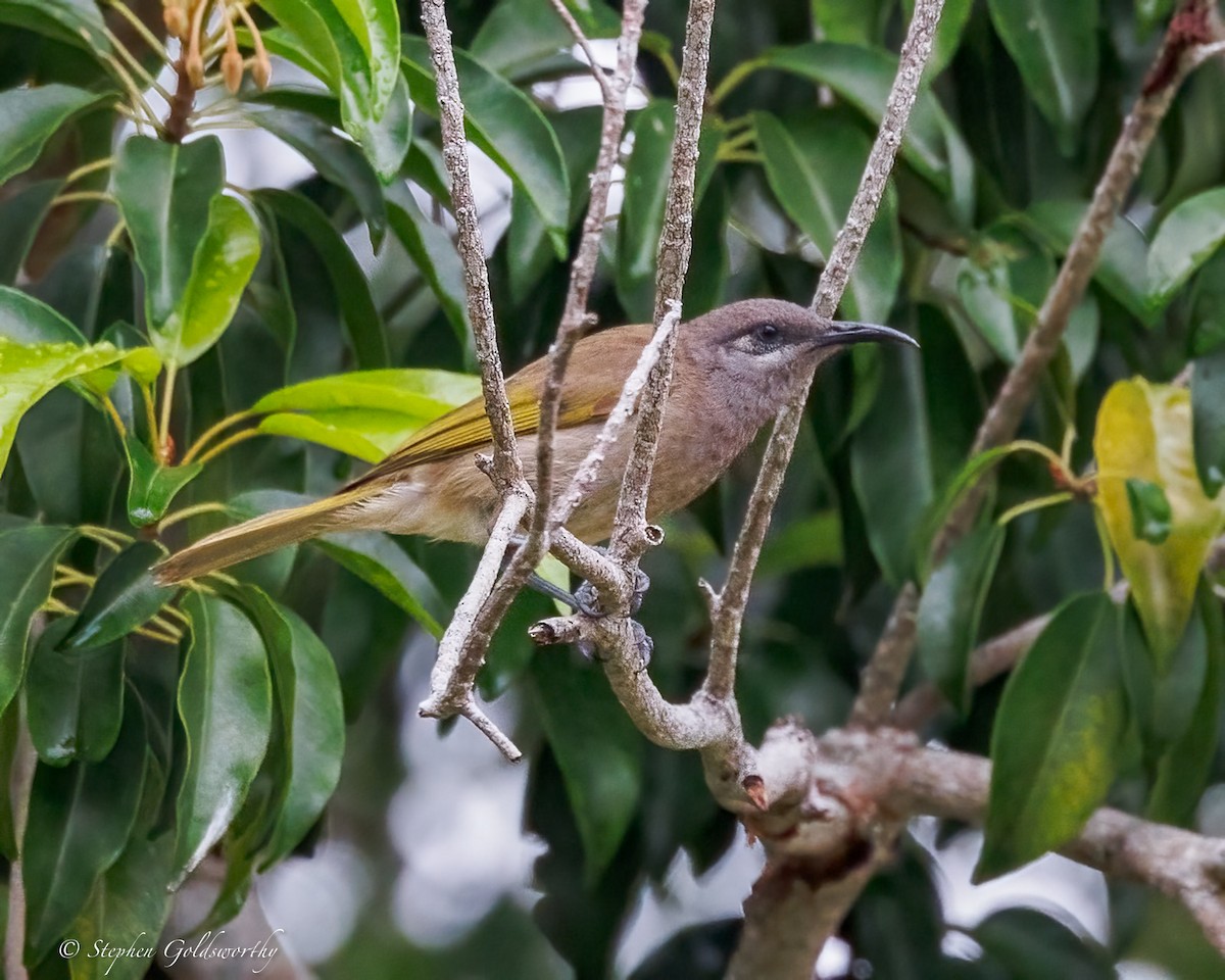 Dark-brown Honeyeater - ML642370055