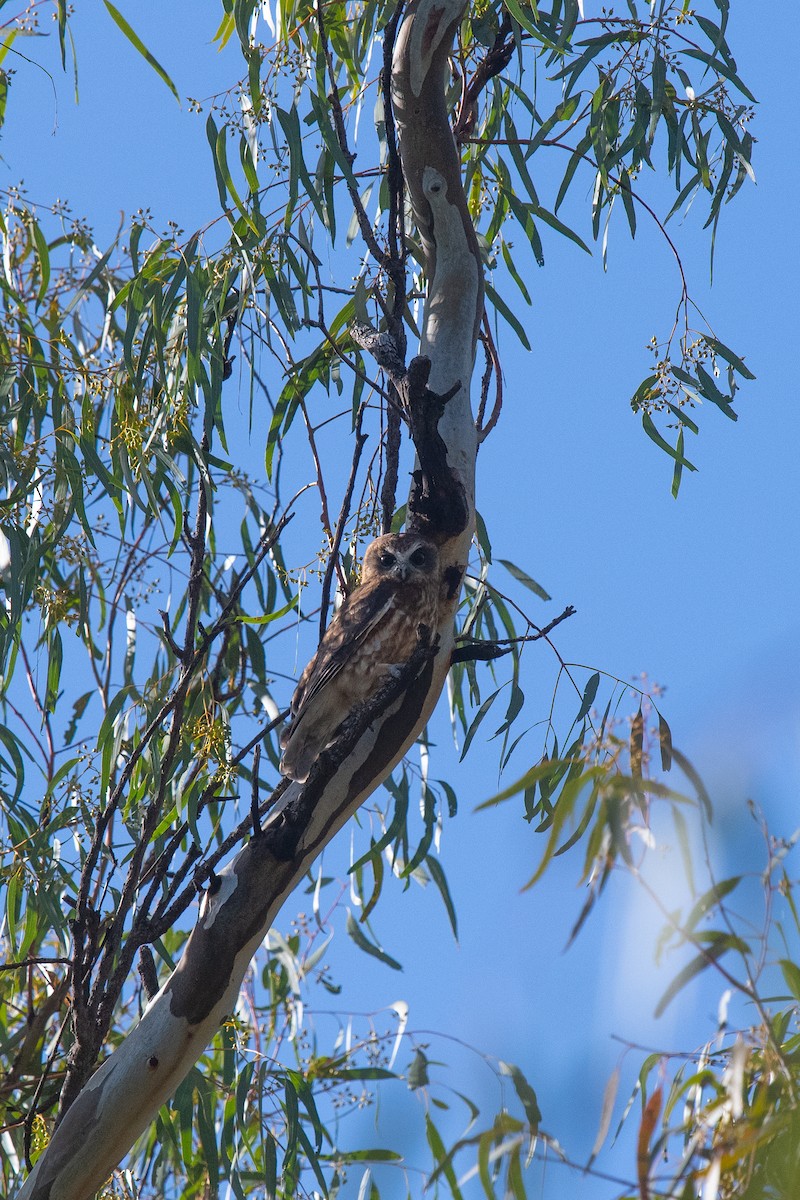 Ninoxe d'Australie - ML642370072