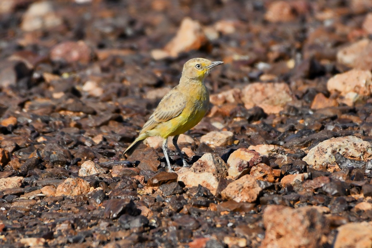 Gibberbird - ML642370077