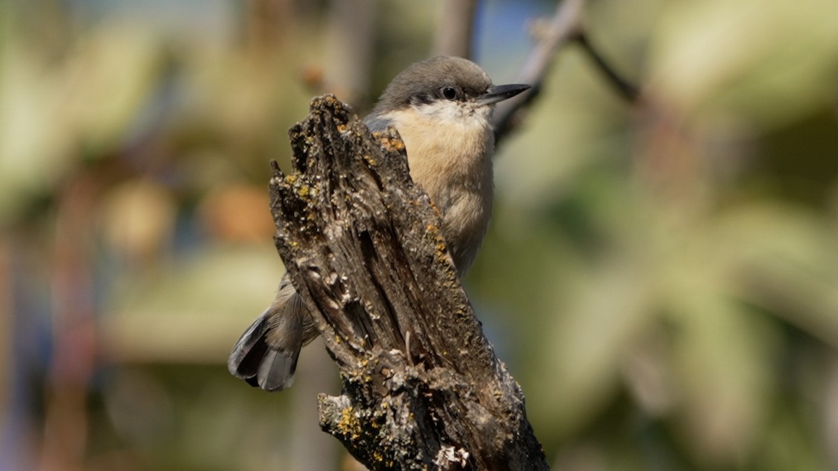 Pygmy Nuthatch - ML642370081