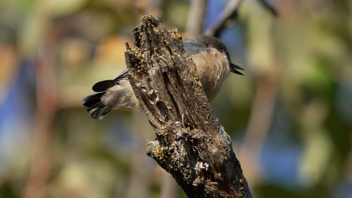Pygmy Nuthatch - ML642370082