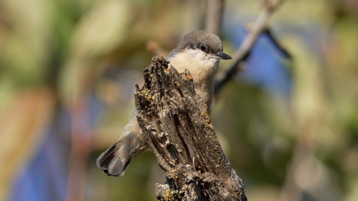 Pygmy Nuthatch - ML642370083