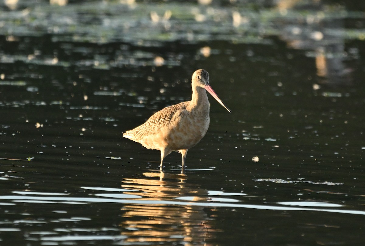 Marbled Godwit - ML642370117