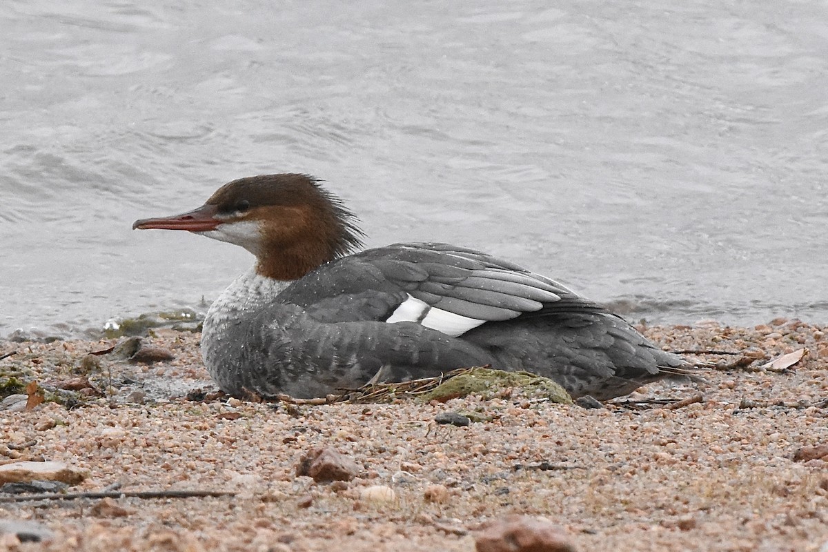 Хумхин бохио - ML642370123