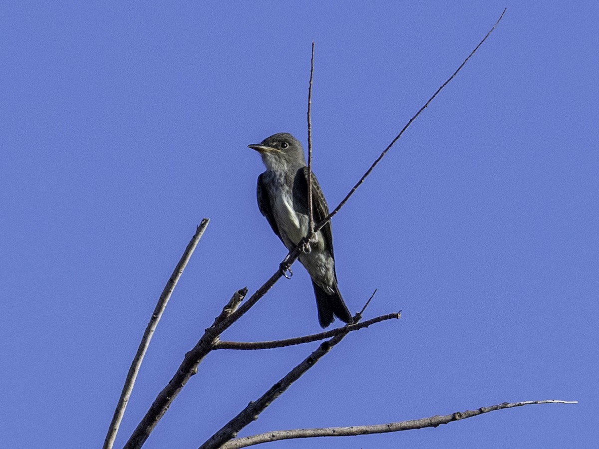 Olive-sided Flycatcher - ML642370132