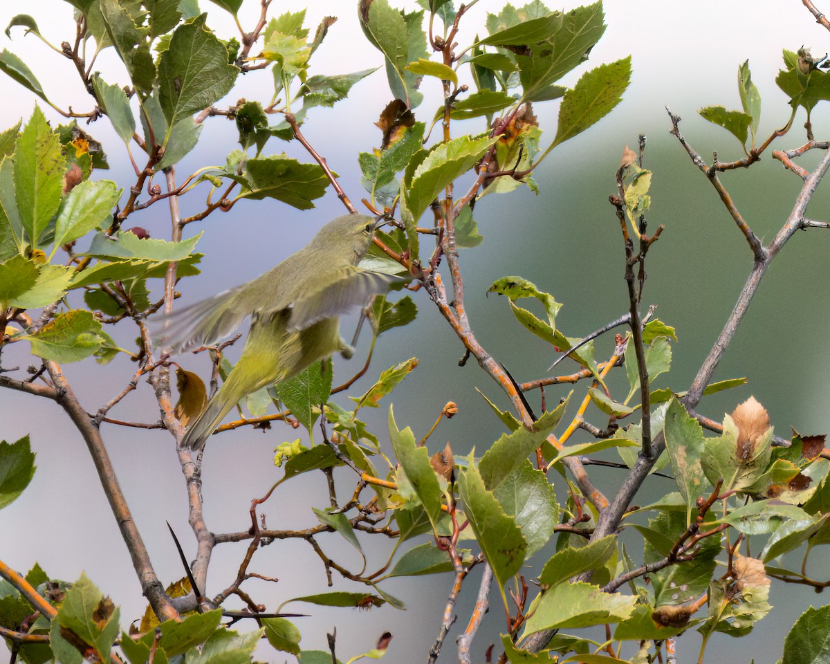 Orange-crowned Warbler - ML642370139