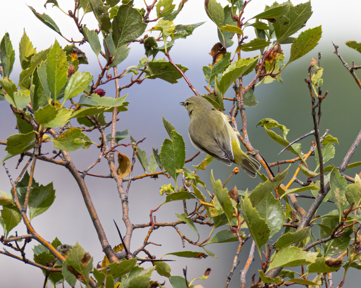 Orange-crowned Warbler - ML642370150