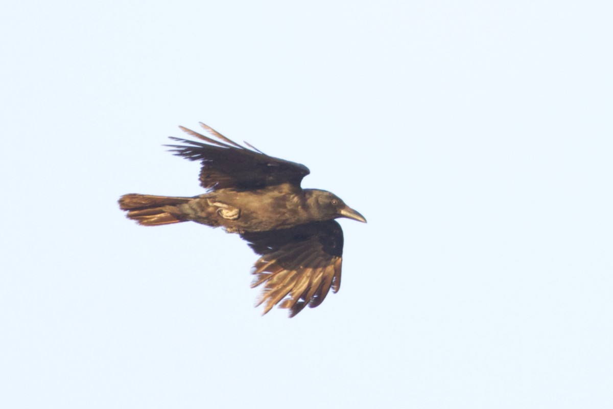 Little Crow - ML642370157