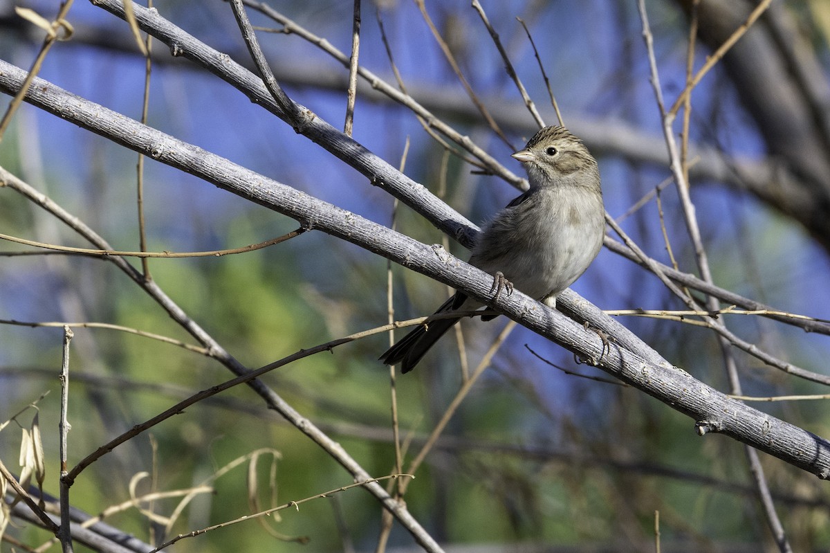 Brewer's Sparrow - ML642370159