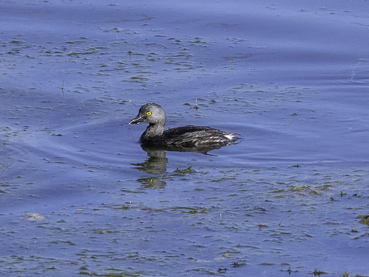Least Grebe - ML642370164