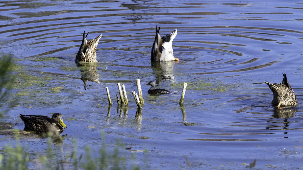 Least Grebe - ML642370165