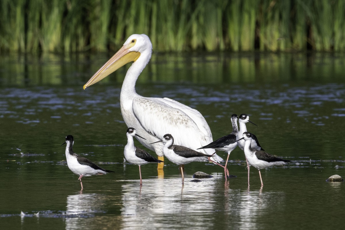 American White Pelican - ML642370169