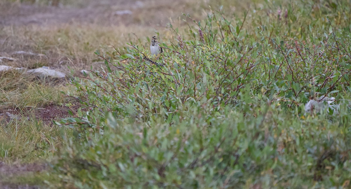 Savannah Sparrow - ML642370171