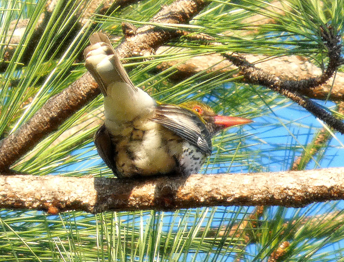 Olive-backed Oriole - ML642370197