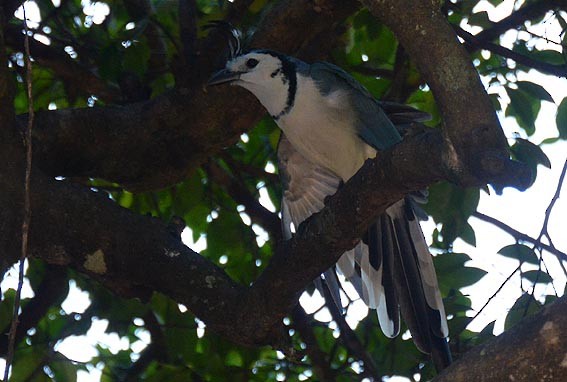 White-throated Magpie-Jay - ML642370210