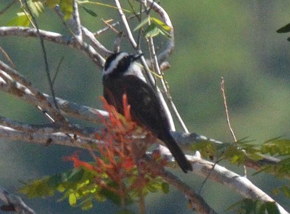 Great Kiskadee - ML642370223