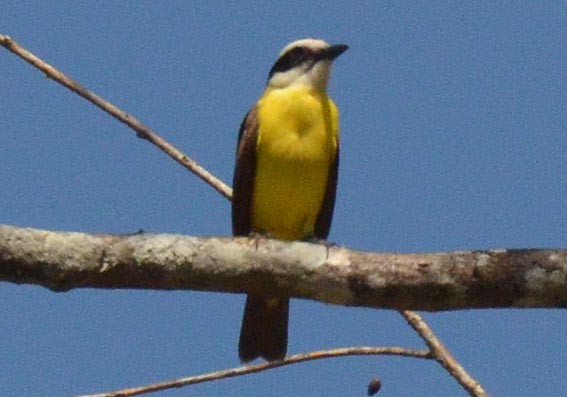 Great Kiskadee - ML642370225