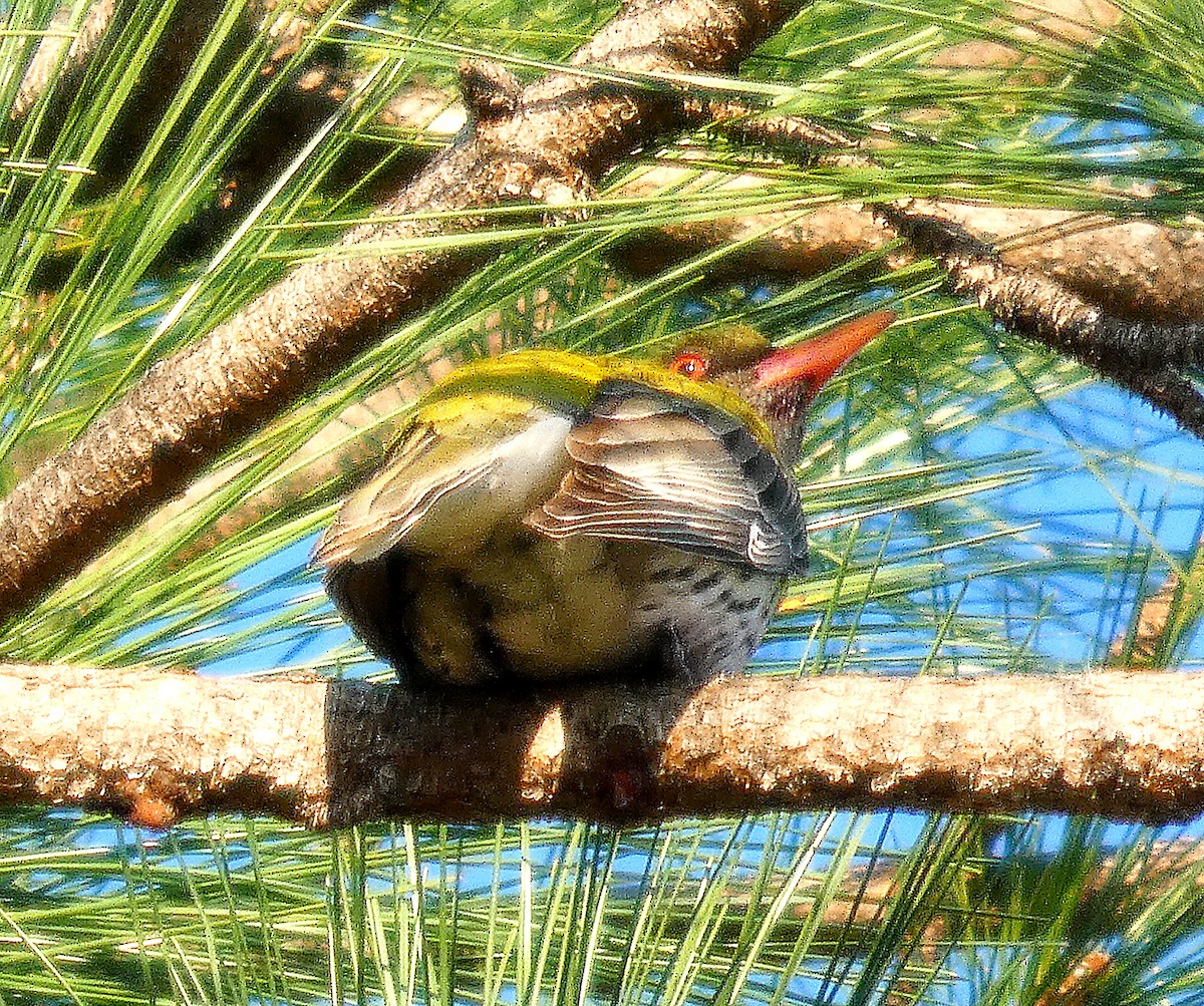 Olive-backed Oriole - ML642370228