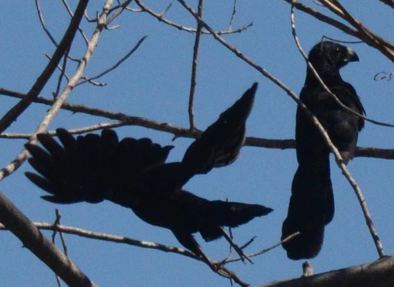 Groove-billed Ani - ML642370229