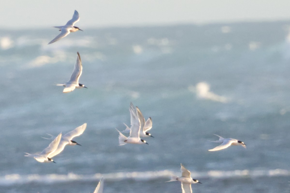 Roseate Tern - ML642370232
