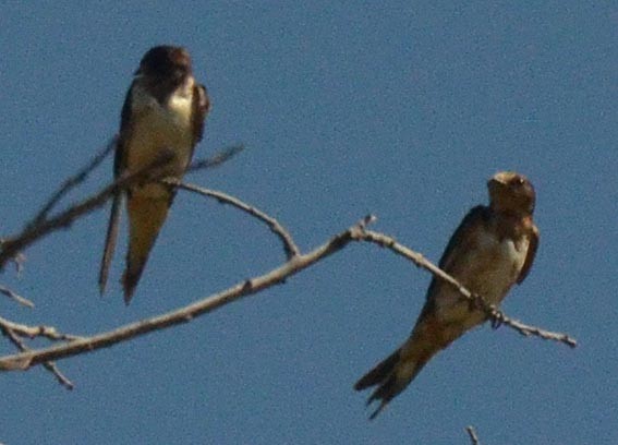 Barn Swallow - ML642370233