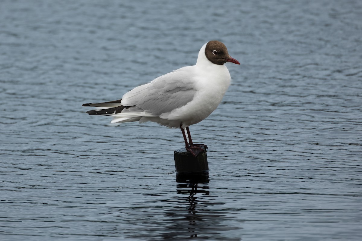Black-headed Gull - ML642370234