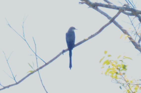 Scissor-tailed Flycatcher - ML642370236