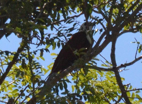 Three-wattled Bellbird - ML642370238