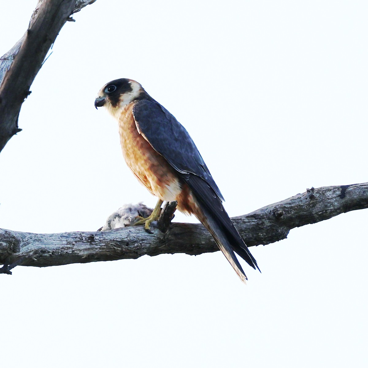 Australian Hobby - ML642370239