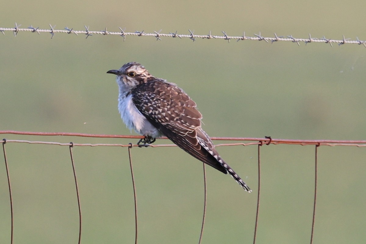 Pallid Cuckoo - ML642370245