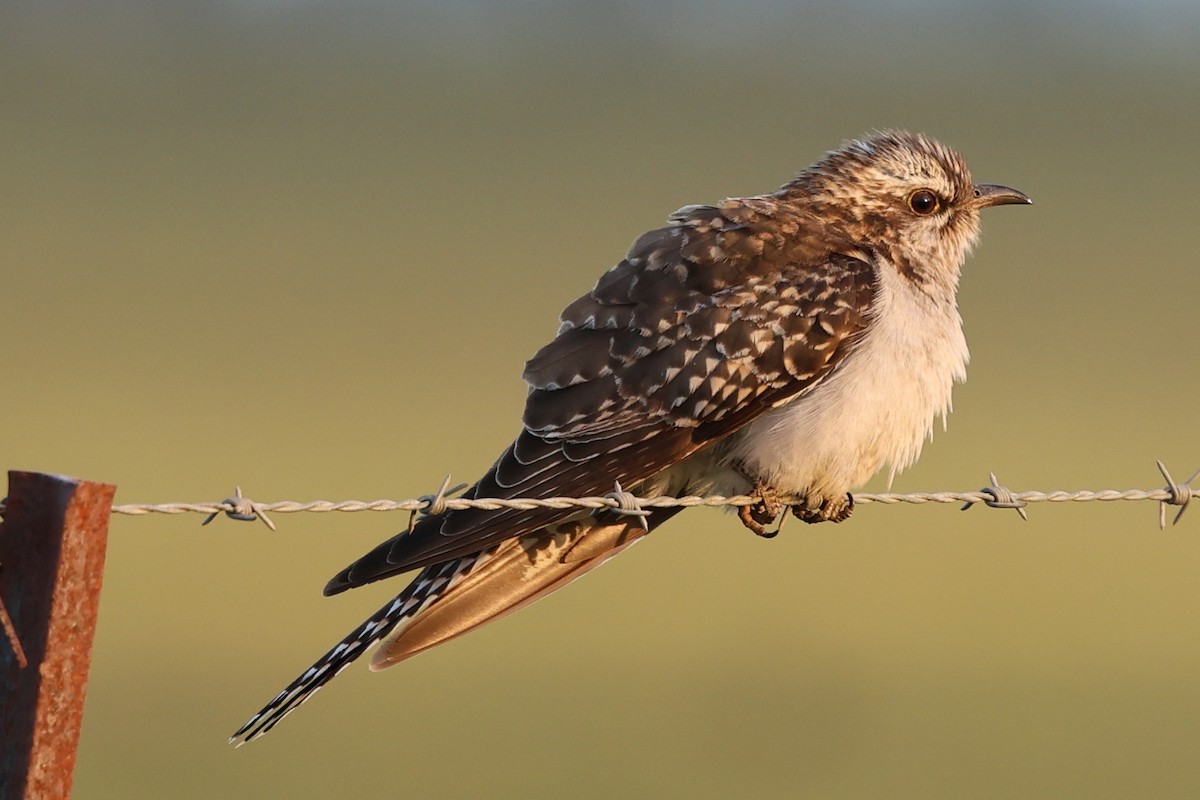 Pallid Cuckoo - ML642370246
