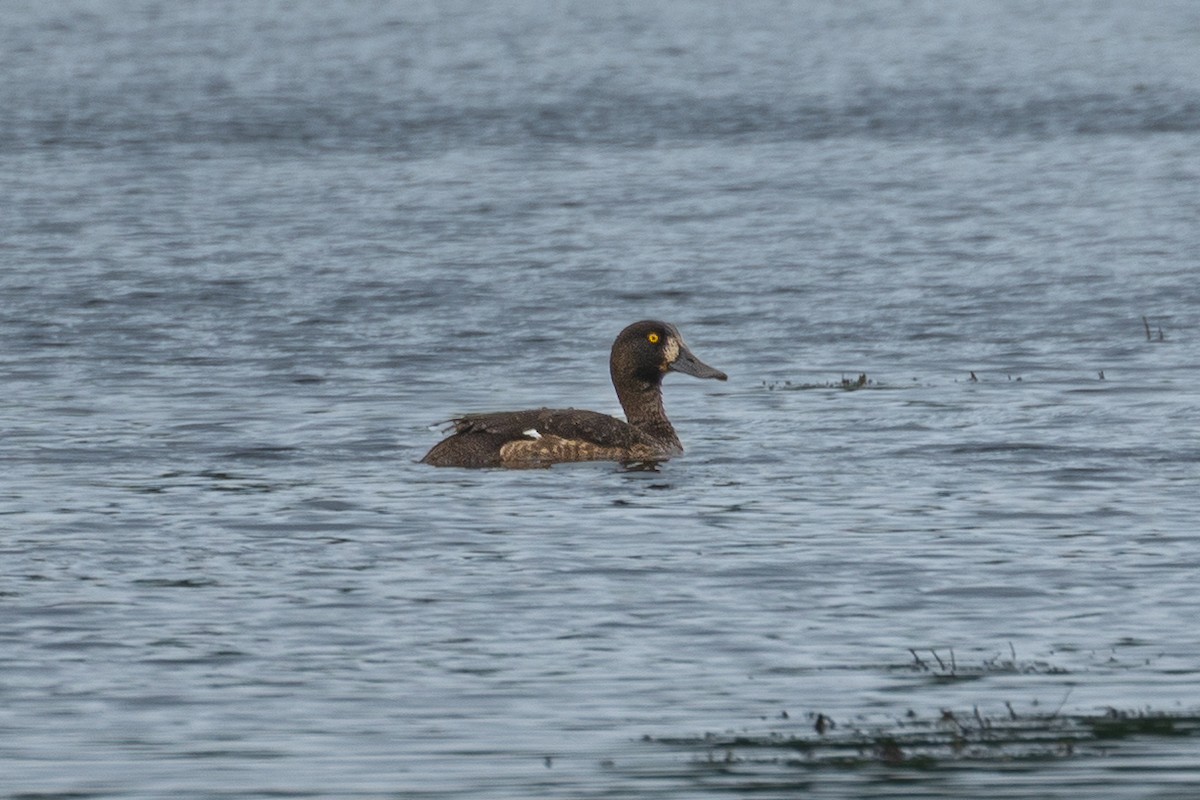 Tufted Duck - ML642370247