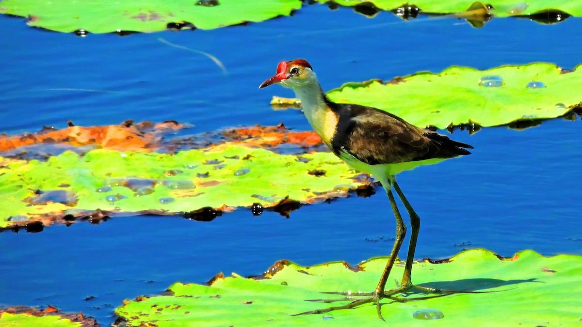 Comb-crested Jacana - ML642370248