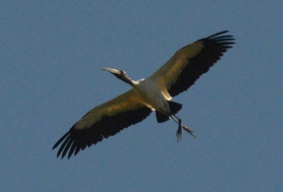 Wood Stork - ML642370249
