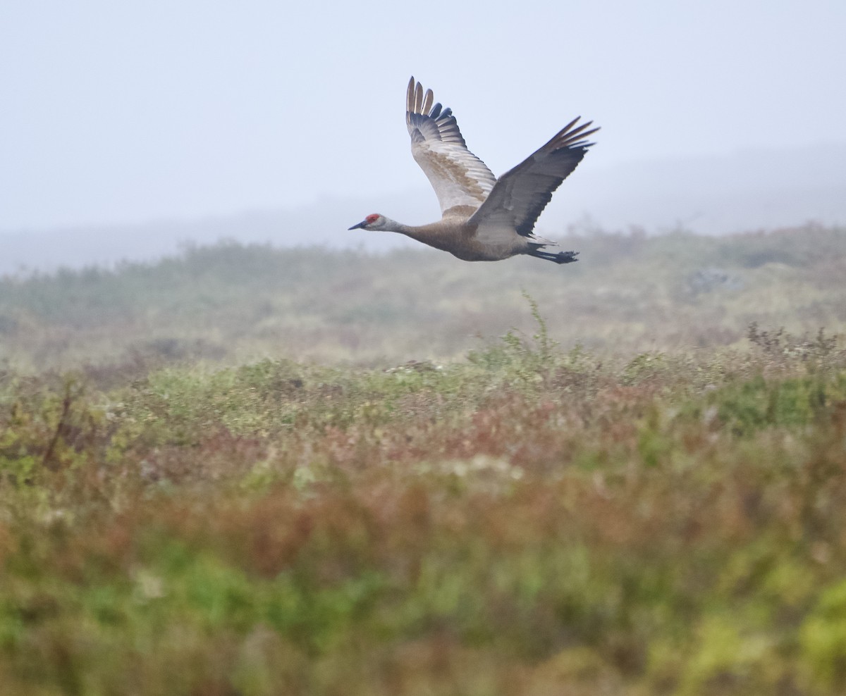 Sandhill Crane - ML642370250