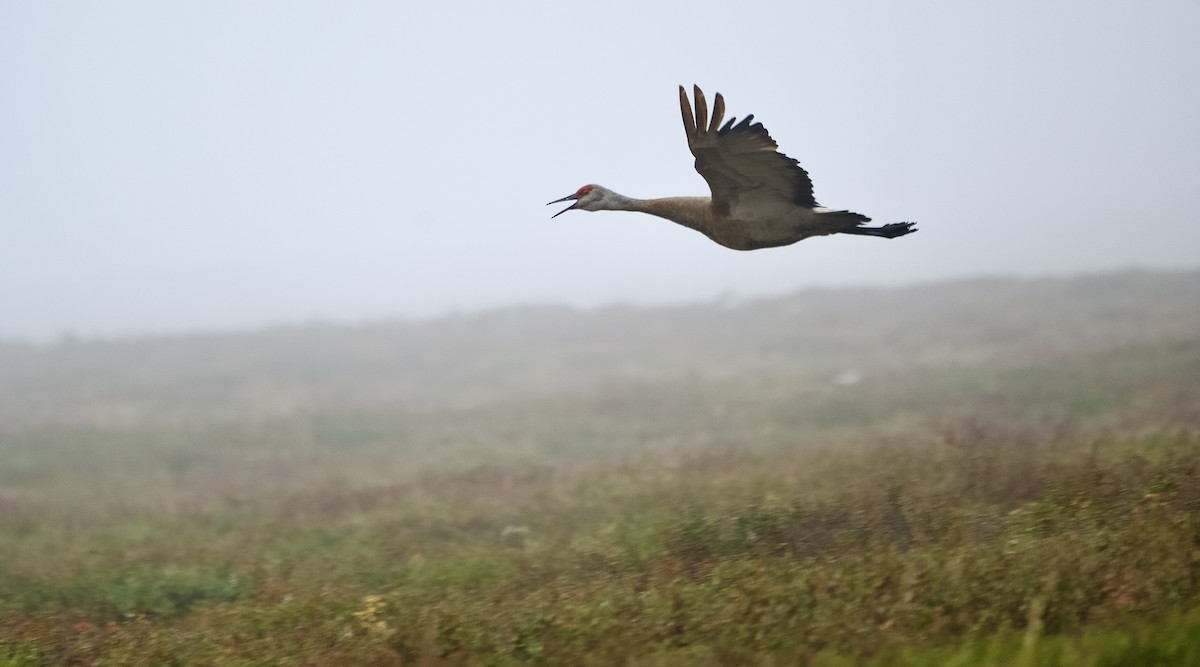 Sandhill Crane - ML642370251