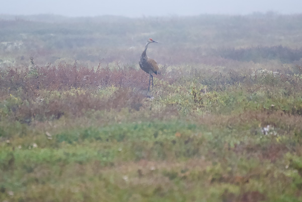 Sandhill Crane - ML642370252