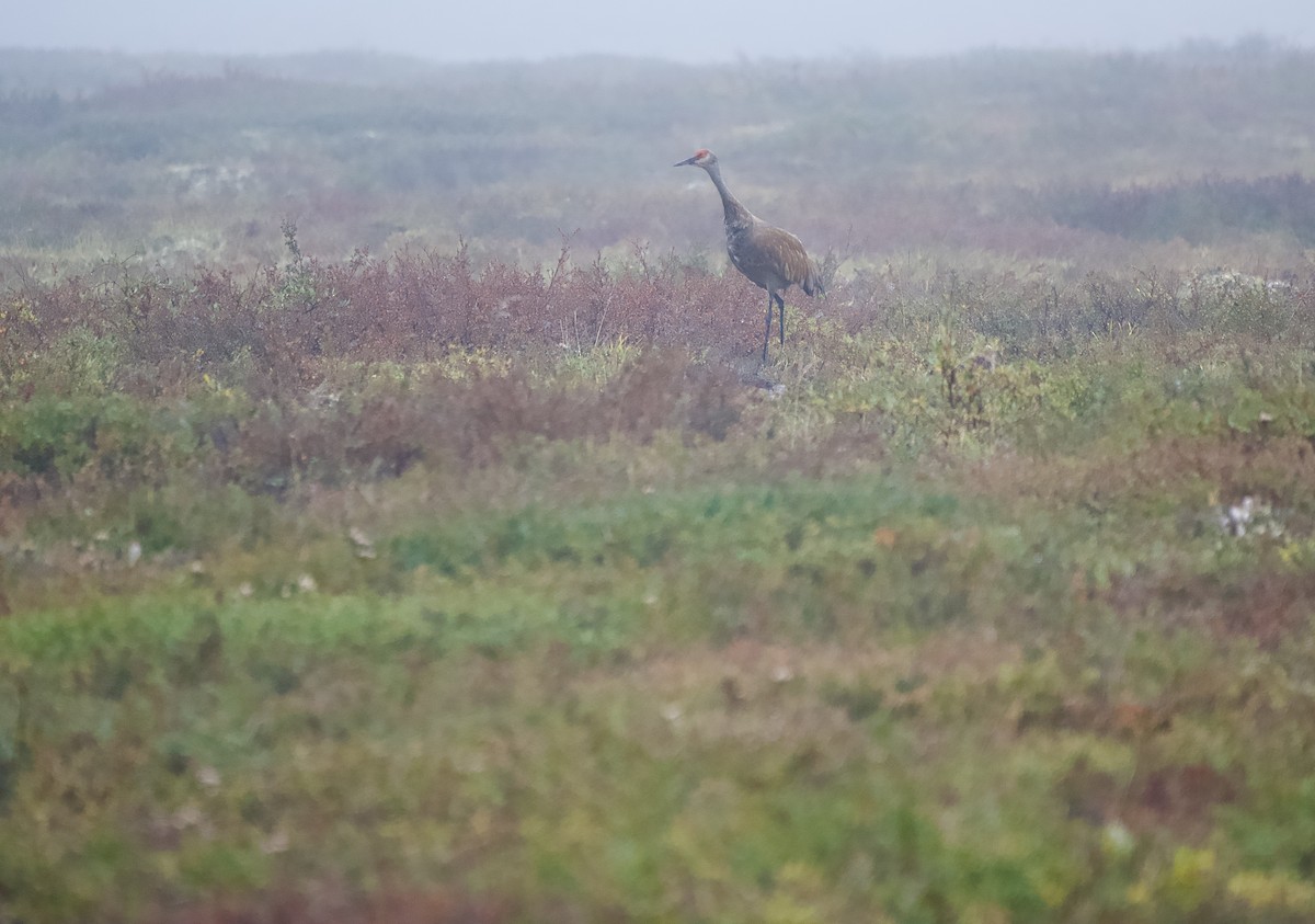 Sandhill Crane - ML642370253