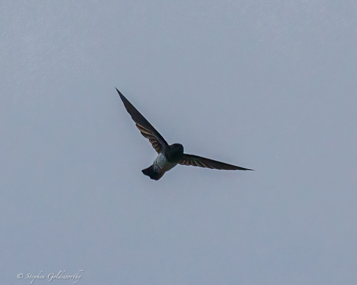 White-rumped Swiftlet - ML642370255