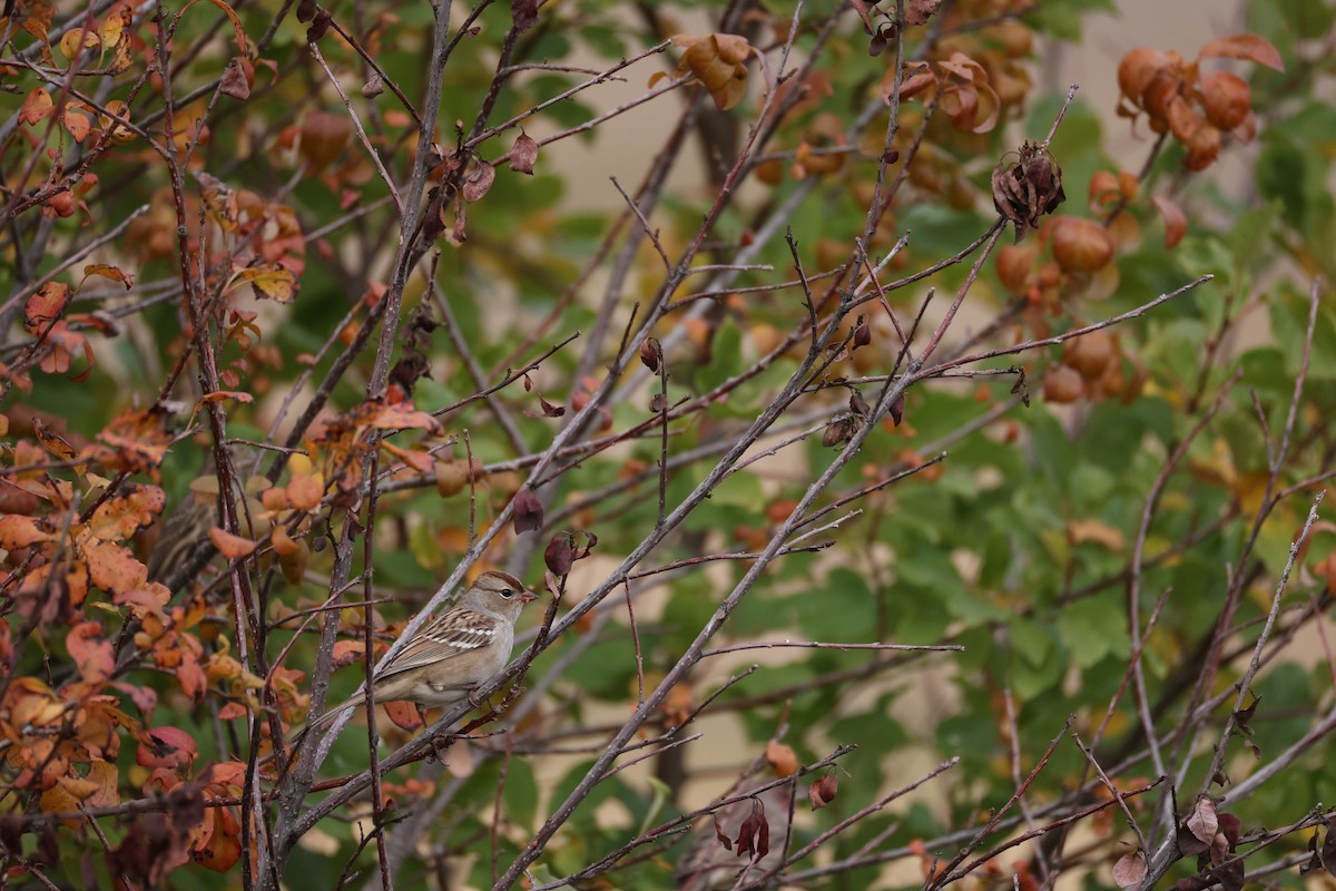 Chipping Sparrow - ML642370257