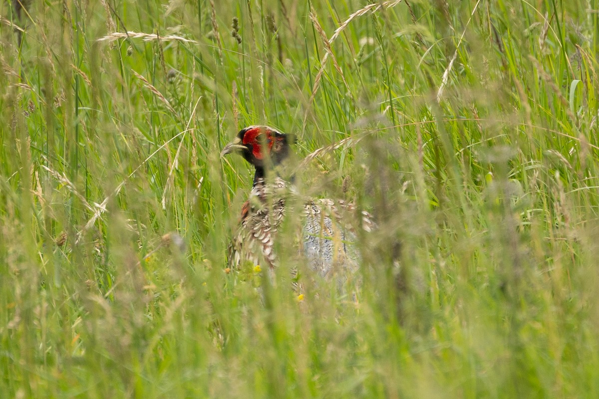 Ring-necked Pheasant - ML642370259