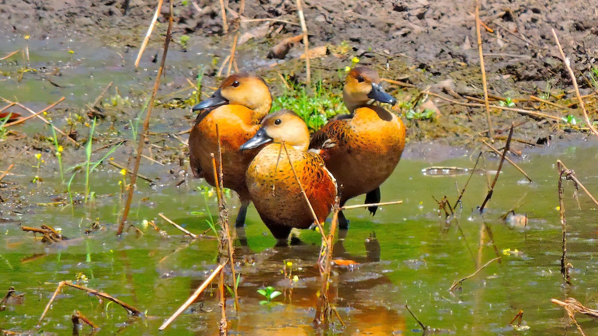 Wandering Whistling-Duck - ML642370264