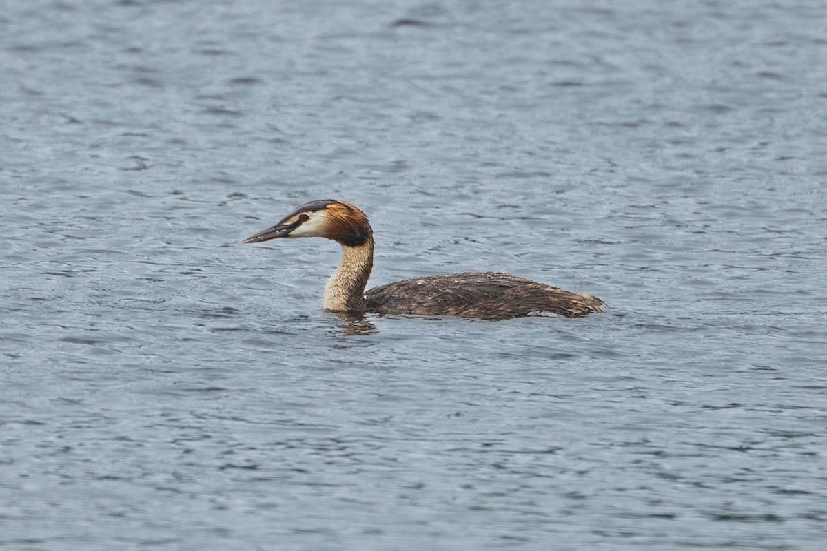 Great Crested Grebe - ML642370265