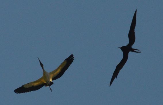 Magnificent Frigatebird - ML642370266
